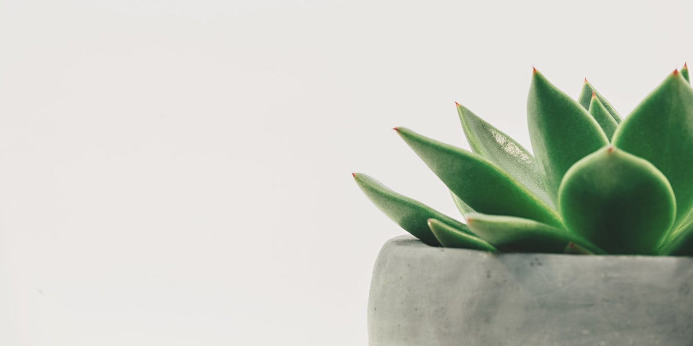 Deals Green4Ever Store 10 Deals Green4Ever Store -Deals Green4Ever Store blog 13