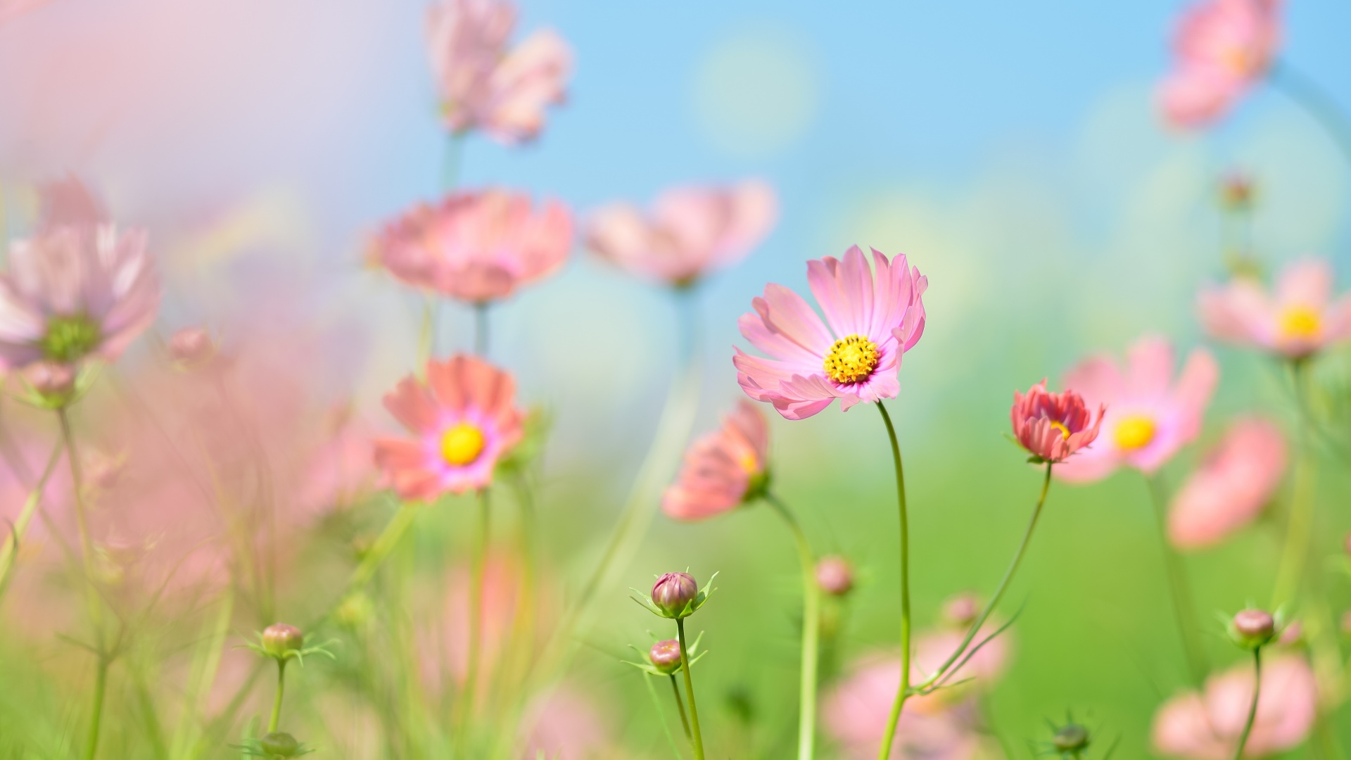 Deals Green4Ever Store -Deals Green4Ever Store flower garden cosmos flowers summer aesthetic daytime 5k 1920x1080 1234
