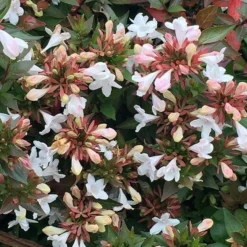 Abelia × Grandiflora -Deals Green4Ever Store pl0000000003 card3 lg