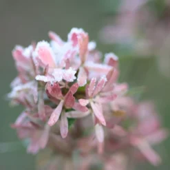 Abelia × Grandiflora -Deals Green4Ever Store pl0000000003 card4 lg