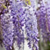 Wisteria Sinensis