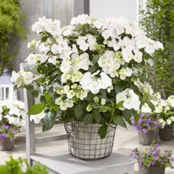 Hydrangea Runaway Bride Snow White ('USHYD0405') (PBR) -Deals Green4Ever Store pl0000000032 card3 lg