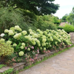 Hydrangea Arborescens Strong Annabelle ('Abetwo') (PBR) -Deals Green4Ever Store pl0000000033 card3 lg