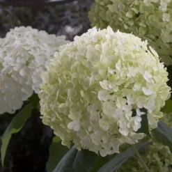 Hydrangea Arborescens Strong Annabelle ('Abetwo') (PBR) -Deals Green4Ever Store pl0000000033 card4 lg
