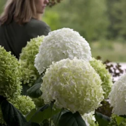 Hydrangea Arborescens Strong Annabelle ('Abetwo') (PBR) -Deals Green4Ever Store pl0000000033 card6 lg