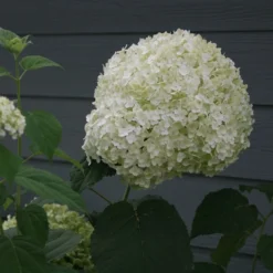 Hydrangea Arborescens Strong Annabelle ('Abetwo') (PBR) -Deals Green4Ever Store pl0000000033 card7 lg