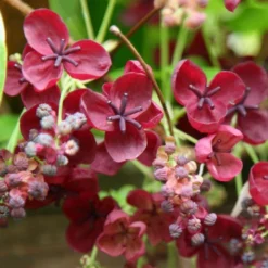 Akebia Quinata -Deals Green4Ever Store pl0000000225 card3 lg