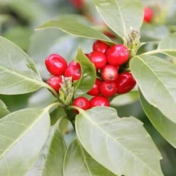 Aucuba Japonica 'Rozannie' -Deals Green4Ever Store pl0000000277 card3 lg