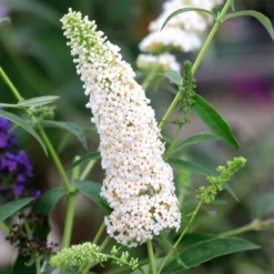 Buddleja Davidii 'White Profusion'
