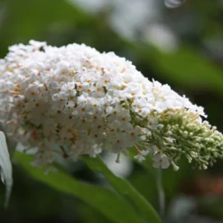 Buddleja Davidii 'White Profusion' -Deals Green4Ever Store pl0000000412 card3 lg