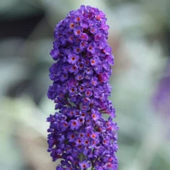 Buddleja Davidii 'Black Knight' -Deals Green4Ever Store pl0000000413 card3 lg