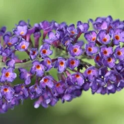 Buddleja Davidii 'Black Knight' -Deals Green4Ever Store pl0000000413 card4 lg