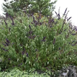 Buddleja Davidii 'Black Knight' -Deals Green4Ever Store pl0000000413 card5 lg