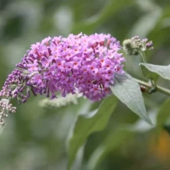 Buddleja 'Pink Delight' -Deals Green4Ever Store pl0000000421 card4 lg