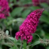 Buddleja Davidii 'Royal Red'