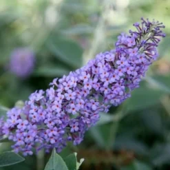 Buddleja 'Lochinch' -Deals Green4Ever Store pl0000000426 card3 lg