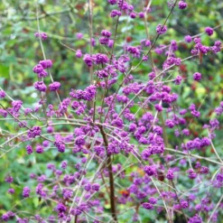 Callicarpa Bodinieri Var. Giraldii 'Profusion' -Deals Green4Ever Store pl0000000582 card2 lg