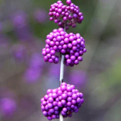 Callicarpa Bodinieri Var. Giraldii 'Profusion' -Deals Green4Ever Store pl0000000582 card3 lg