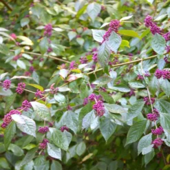 Callicarpa Bodinieri Var. Giraldii 'Profusion' -Deals Green4Ever Store pl0000000582 card4 lg