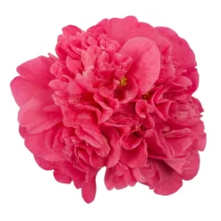Camellia × Williamsii 'Anticipation' -Deals Green4Ever Store pl0000000635 card3 lg