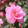 Camellia × Williamsii 'Donation'