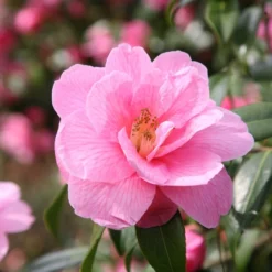 Camellia × Williamsii 'Donation'
