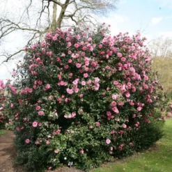 Deals Green4Ever Store -Deals Green4Ever Store pl0000000636 card2 lg