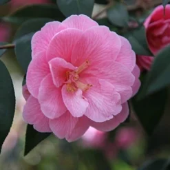 Camellia × Williamsii 'Donation' -Deals Green4Ever Store pl0000000636 card3 lg