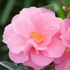 Camellia × Williamsii 'Donation' -Deals Green4Ever Store pl0000000636 card4 lg