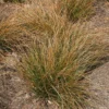Carex Testacea