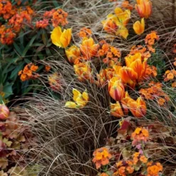 Carex Testacea -Deals Green4Ever Store pl0000000688 card3 lg