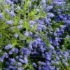 Ceanothus 'Concha'