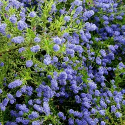 Ceanothus 'Concha'