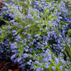 Ceanothus 'Concha' -Deals Green4Ever Store pl0000000714 card3 lg