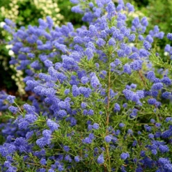 Ceanothus 'Concha' -Deals Green4Ever Store pl0000000714 card4 lg