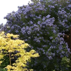 Ceanothus 'Puget Blue' -Deals Green4Ever Store pl0000000721 card3 lg