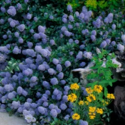 Ceanothus Thyrsiflorus Var. Repens -Deals Green4Ever Store pl0000000727 card2 lg