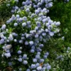 Ceanothus 'Skylark'