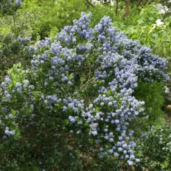 Ceanothus 'Skylark' -Deals Green4Ever Store pl0000000728 card2 lg