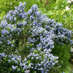 Ceanothus 'Skylark' -Deals Green4Ever Store pl0000000728 card3 lg
