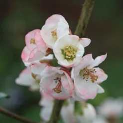 Chaenomeles Speciosa 'Moerloosei' -Deals Green4Ever Store pl0000000775 card2 lg