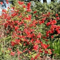 Chaenomeles × Superba 'Crimson And Gold' -Deals Green4Ever Store pl0000000780 card2 lg