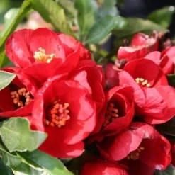 Chaenomeles × Superba 'Crimson And Gold' -Deals Green4Ever Store pl0000000780 card4 lg