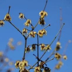 Chimonanthus Praecox -Deals Green4Ever Store pl0000000820 card2 lg