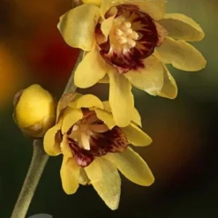 Chimonanthus Praecox -Deals Green4Ever Store pl0000000820 card4 lg