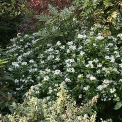 Choisya Ternata -Deals Green4Ever Store pl0000000825 card2 lg