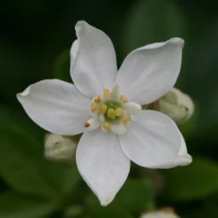 Choisya Ternata -Deals Green4Ever Store pl0000000825 card3 lg