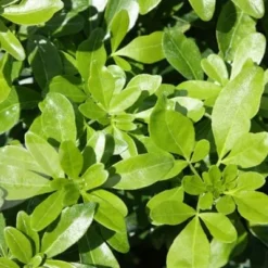 Choisya Ternata -Deals Green4Ever Store pl0000000825 card4 lg