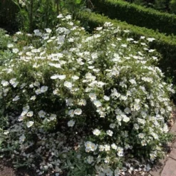 Cistus × Hybridus -Deals Green4Ever Store pl0000000832 card2 lg