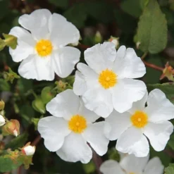 Cistus × Hybridus -Deals Green4Ever Store pl0000000832 card3 lg